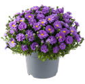 Afbeelding van Asters P19 Dark purple launch